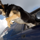 Image for article titled 26 Awesome Photos of War Dogs Showing How Badass and Cute They Can Be